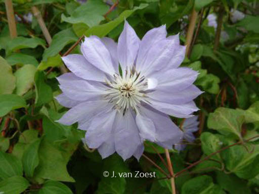 Clematis ‘Teshio’