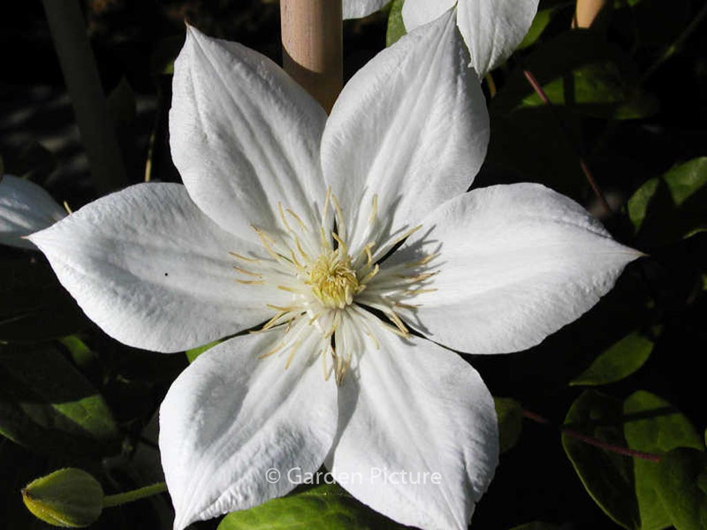 Clematis ‘The Bride’