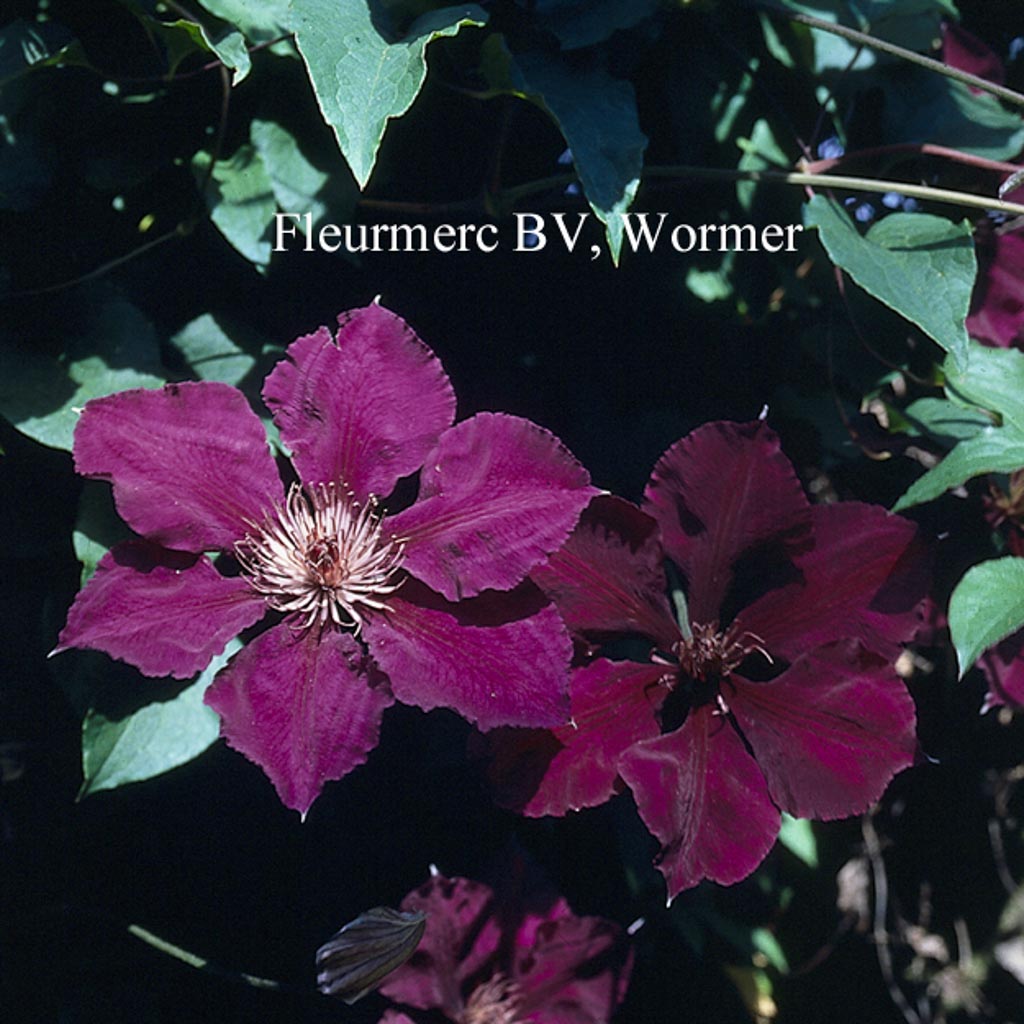 Clematis ‘The Vagabond’