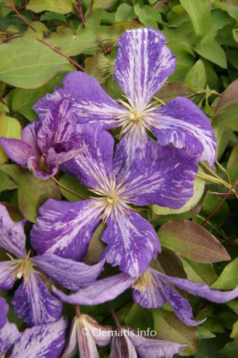 Clematis ‘Tie Dye’