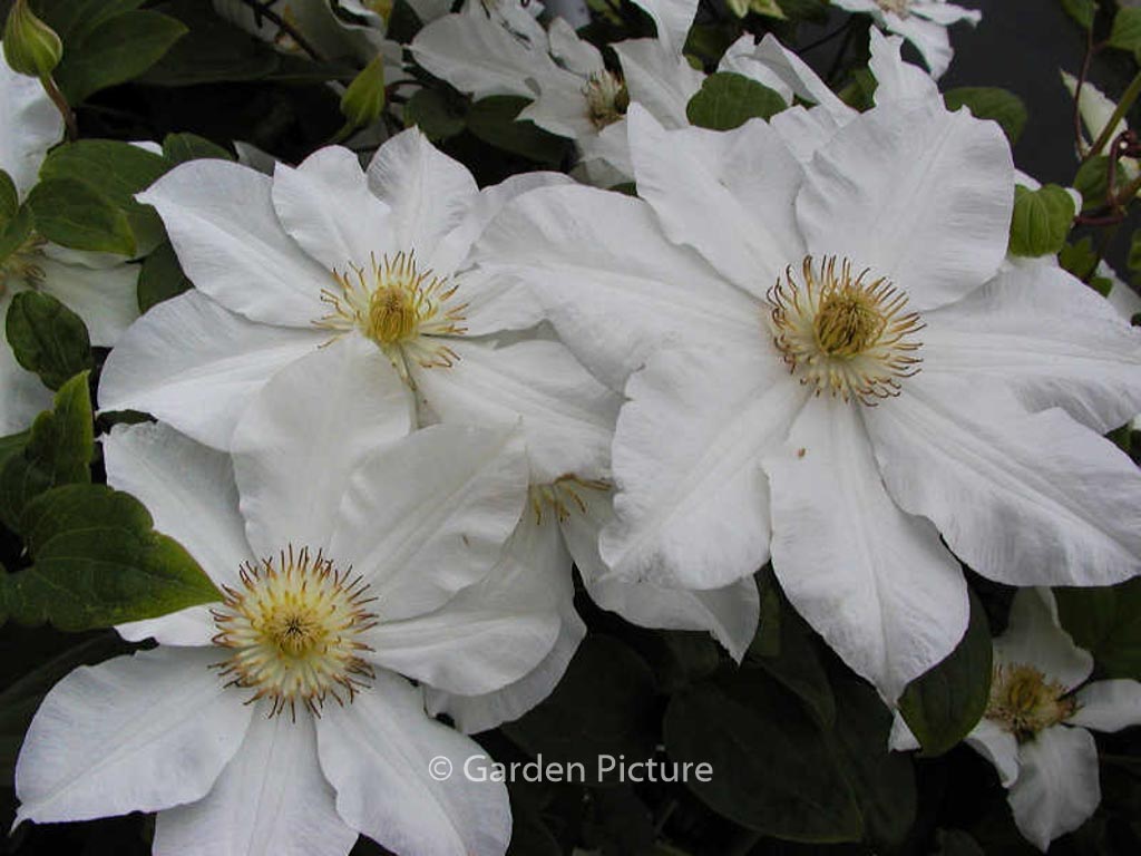 Clematis ‘Toki’