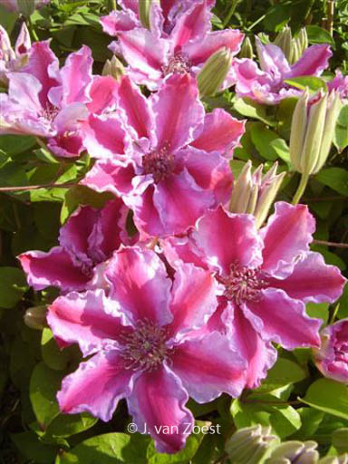 Clematis ‘Tudor’