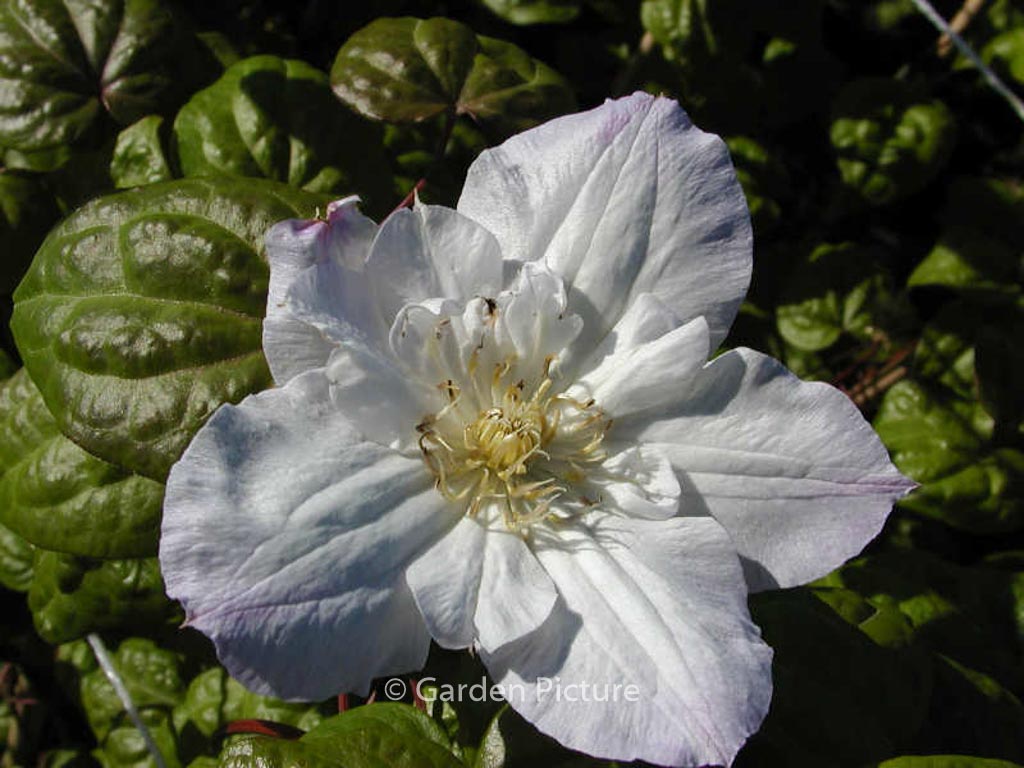 Clematis ‘Veronica’s Choice’