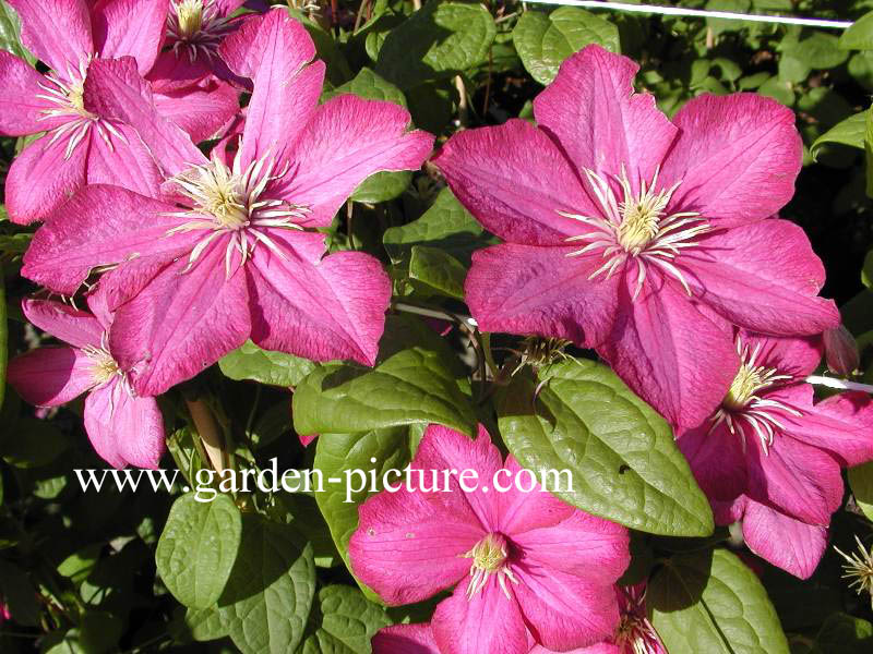 Clematis ‘Ville de Lyon’