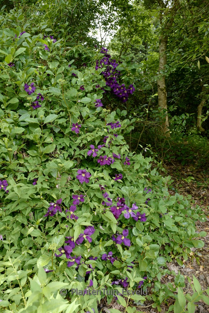 Clematis ‘Viola’