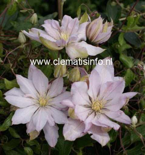 Clematis ‘Violet Elizabeth’
