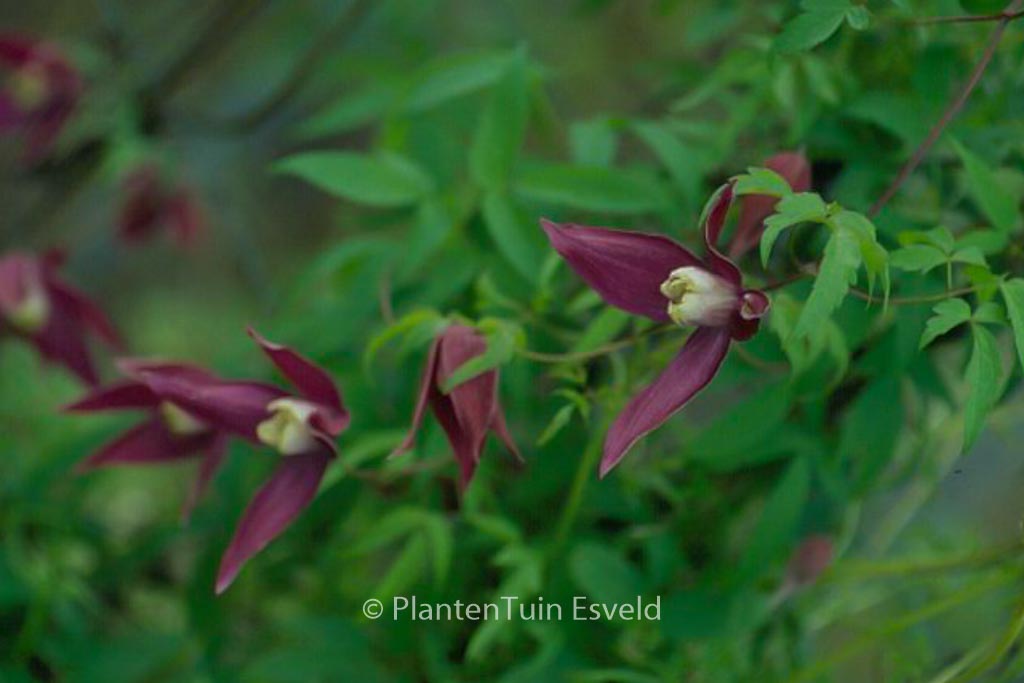 Clematis ‘Violet Purple’