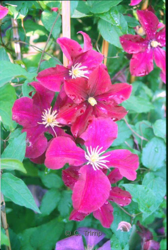 Clematis ‘Voluceau’