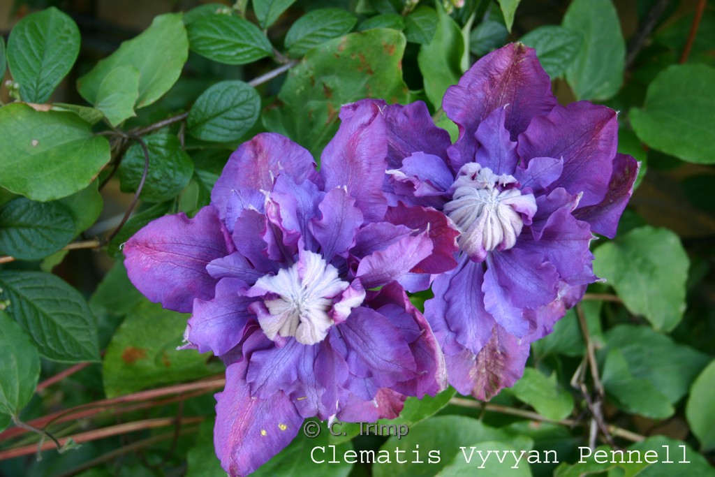 Clematis ‘Vyvyan Pennell’