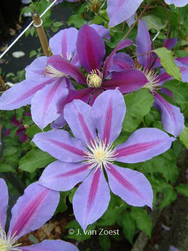 Clematis ‘Walter Pennell’