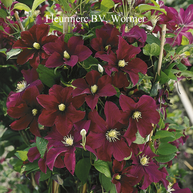 Clematis ‘Warszawska Nike’