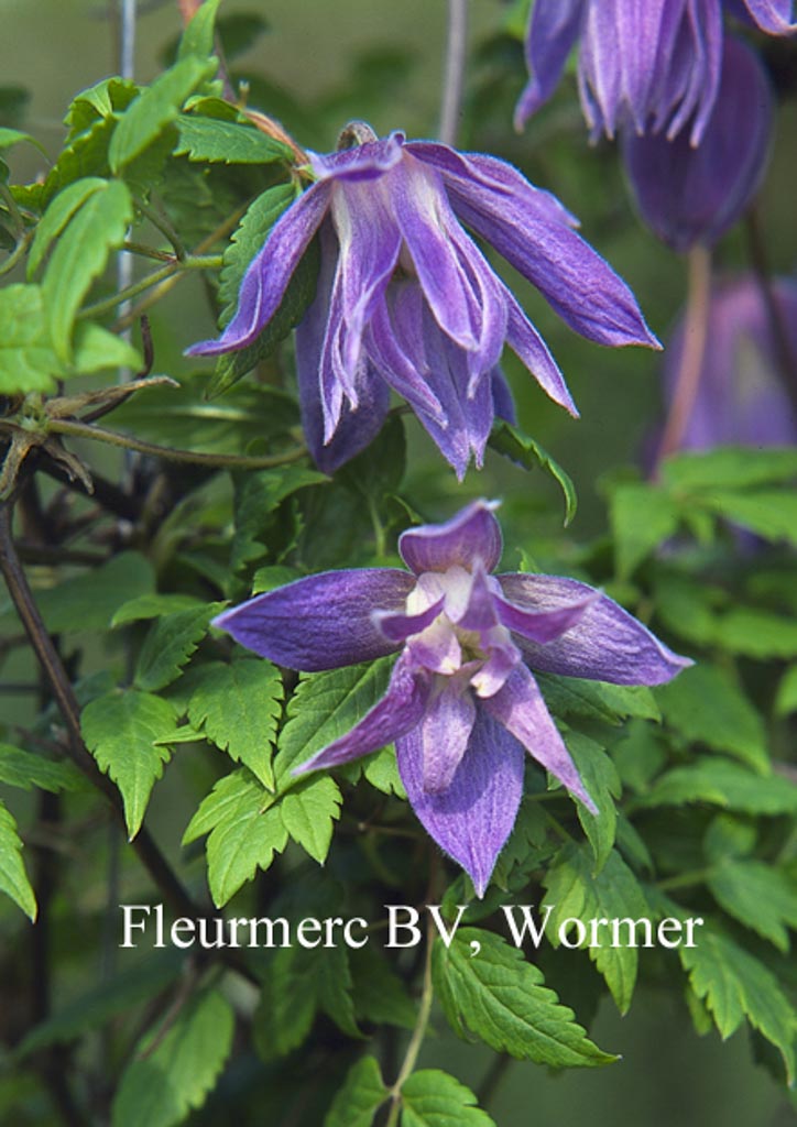 Clematis ‘Wesselton’
