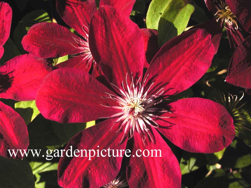 Clematis ‘Westerplatte’