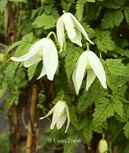 Clematis ‘White Columbine’