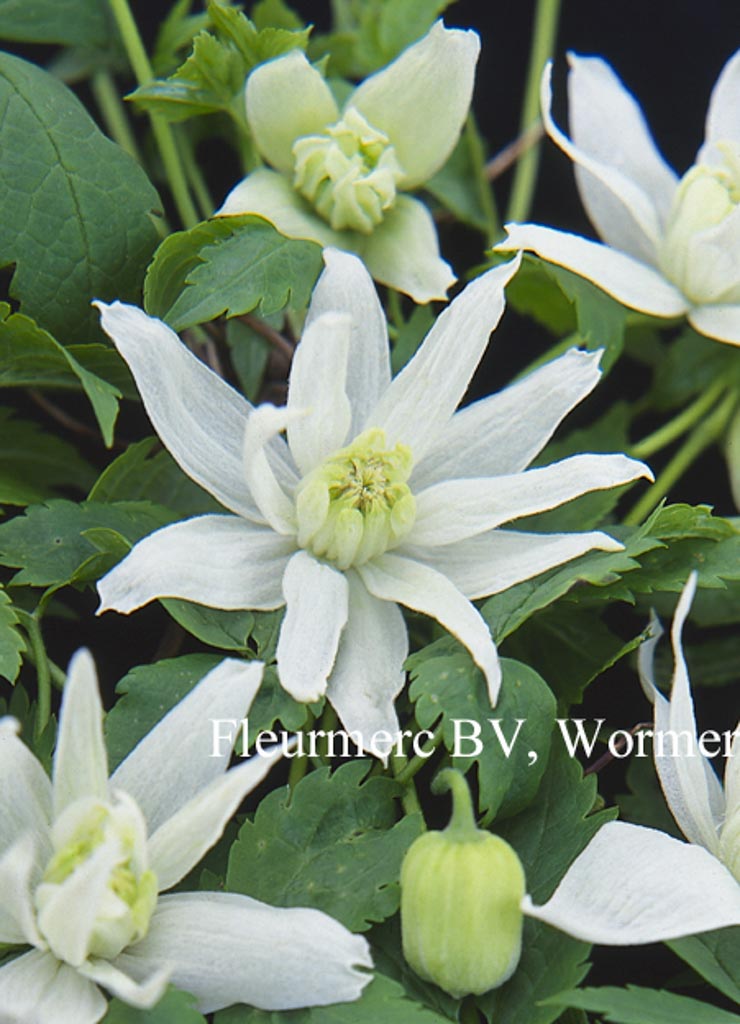 Clematis ‘White Lady’