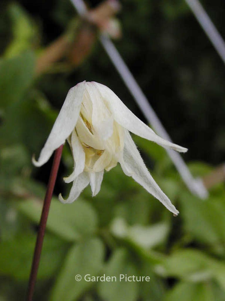 Clematis ‘White Swan’