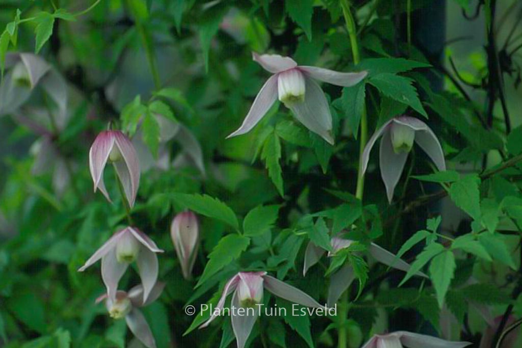 Clematis ‘Willy’
