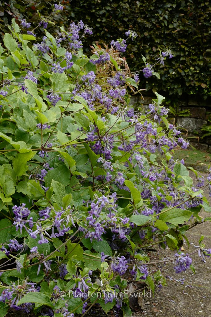 Clematis ‘Wyevale’