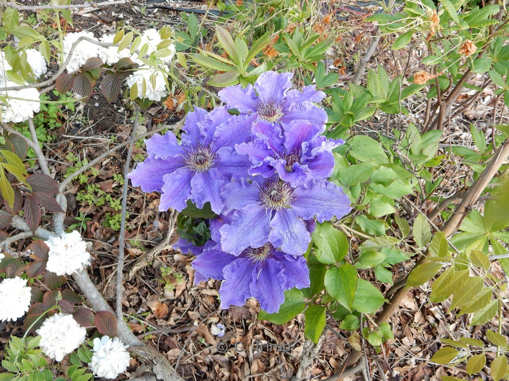 Clematis ‘Xerxes’