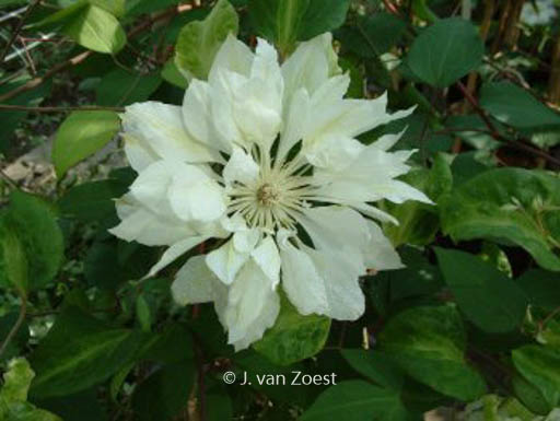 Clematis ‘Yukiokoshi’