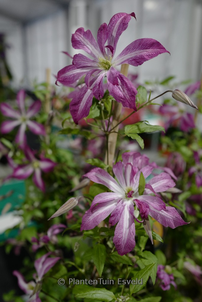 Clematis ‘ZO24010’ (GLORIOUS SURPRISE)
