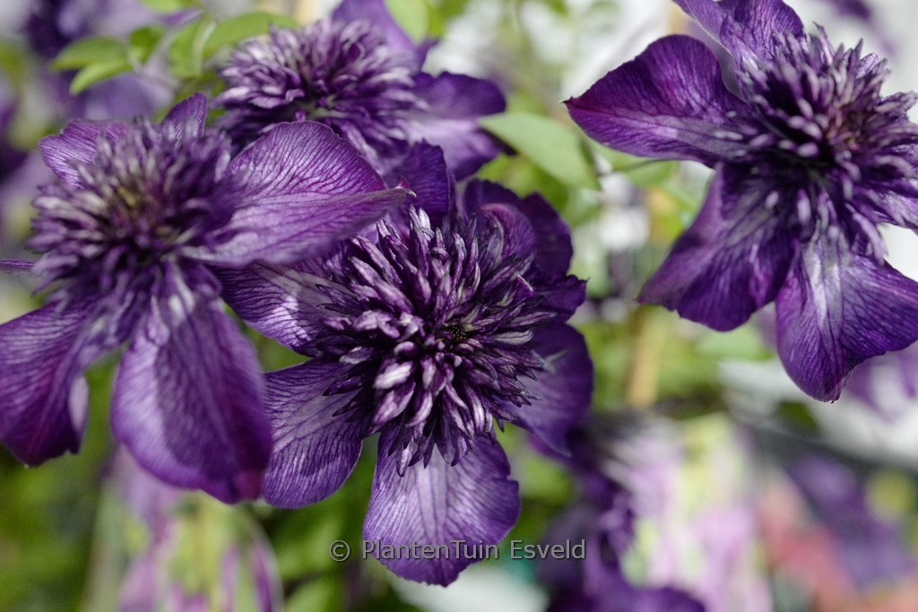 Clematis ‘ZO24025’ (WELCOME HOME)