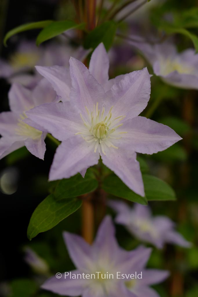 Clematis ‘Zo01860’ (SPOTLIGHT)