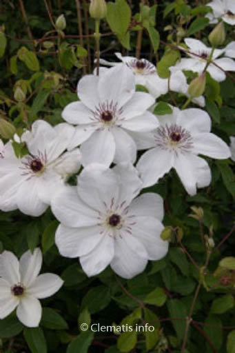 Clematis ‘Zo08080’ (WHITE PEARL)