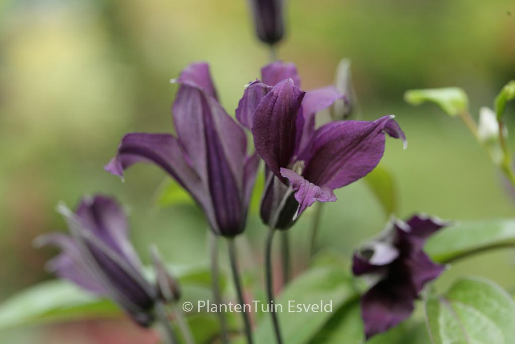Clematis ‘Zo09045’ (BLUE OCEAN)