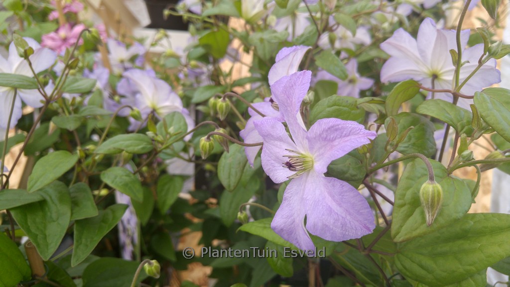 Clematis ‘Zo09063’ (SEA BREEZE)