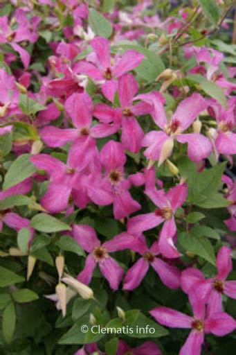 Clematis ‘Zo09073’ (WONDERFUL)
