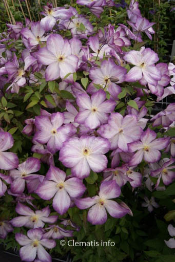Clematis ‘Zo09113’ (PERNILLE)