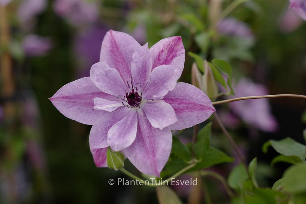 Clematis ‘Zo09122’ (SUPER CUTE)