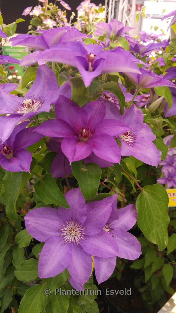 Clematis ‘Zo09143’ (ESTHER)