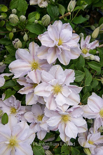 Clematis ‘Zo10075’ (BELLISSIMA)