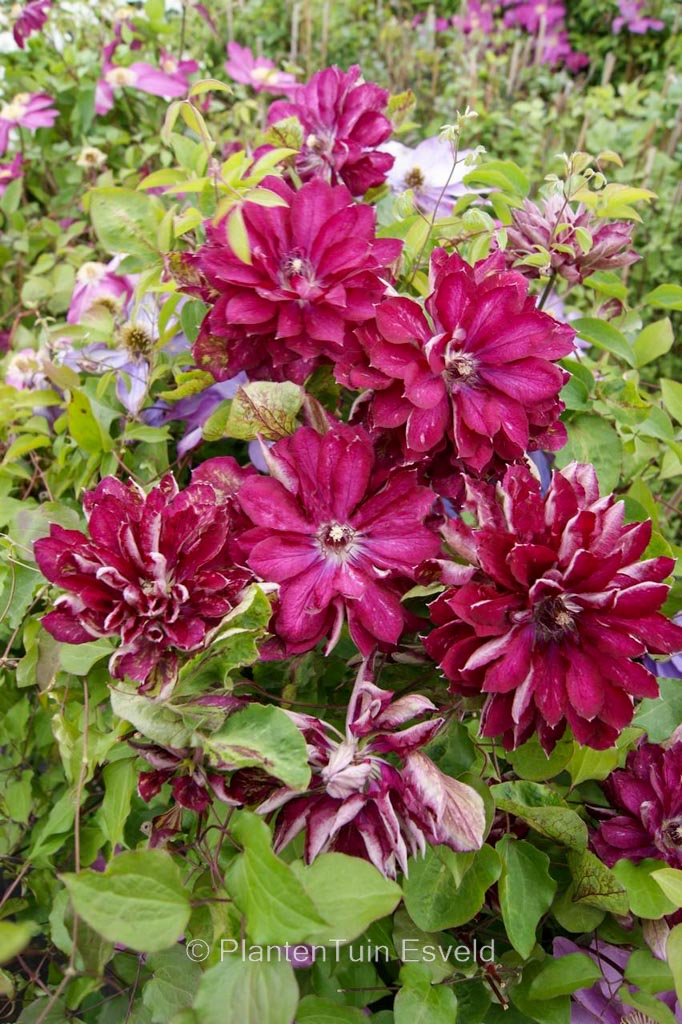 Clematis ‘Zo11056’ (RED PASSION)
