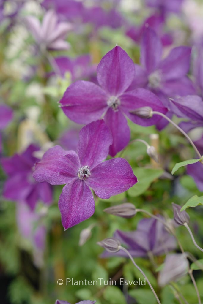 Clematis ‘Zo11112’ (SUPER NIGHT)