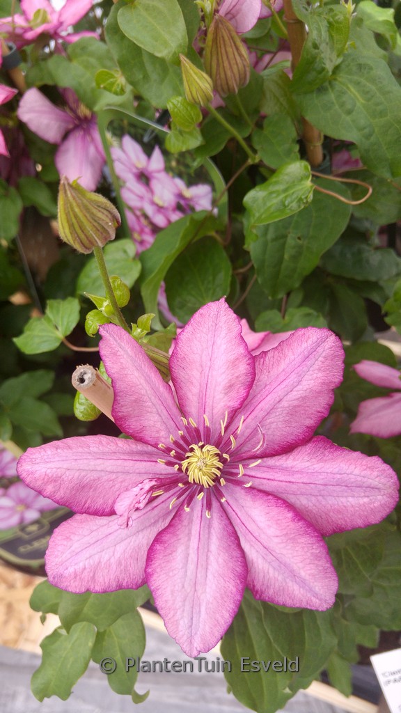 Clematis ‘Zo11154’ (PARADISO)