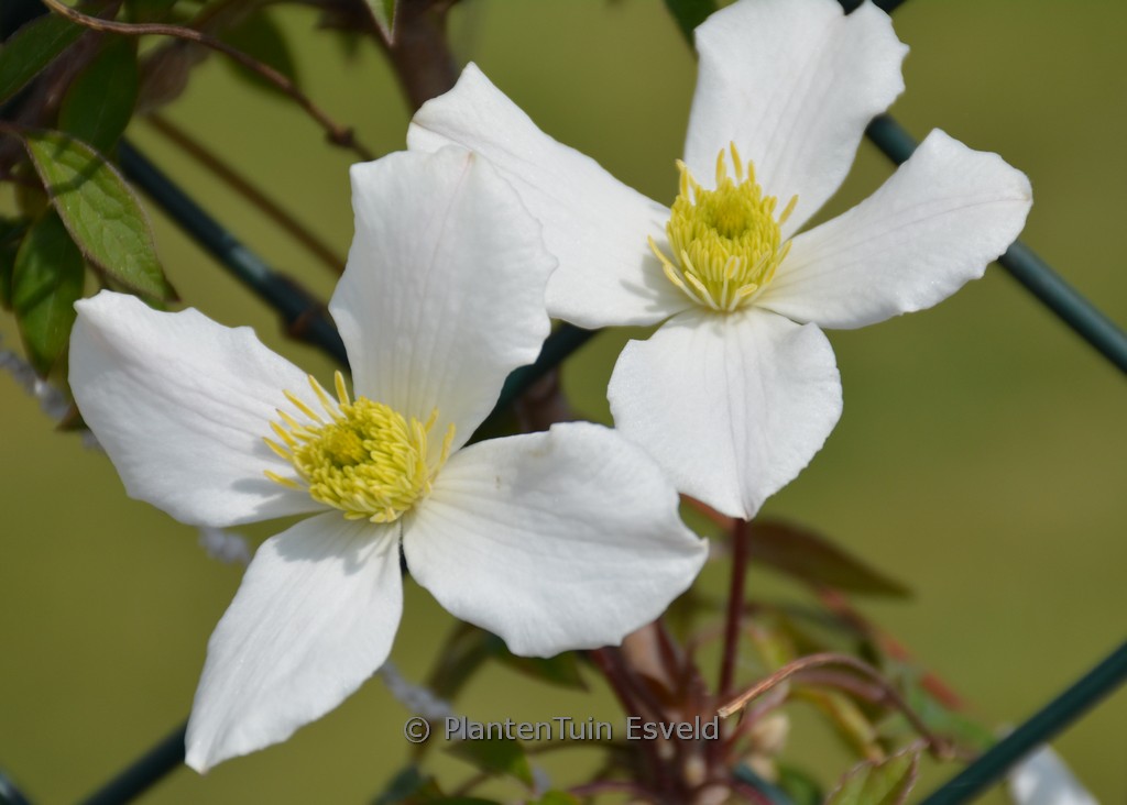 Clematis ‘Zo12053PBRaf’ (SPRING JOY)
