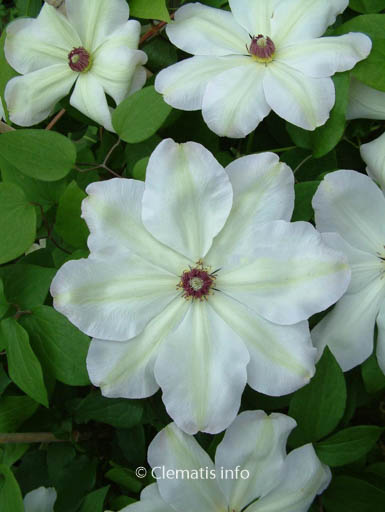 Clematis ‘Zo12220’ (ISABELLA)