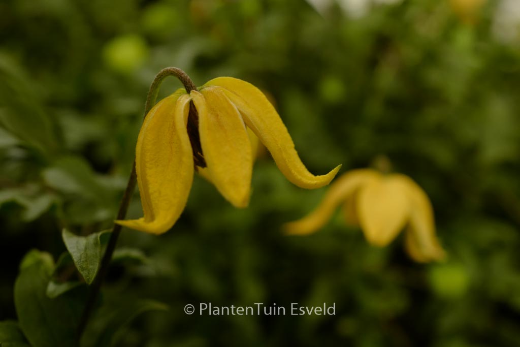 Clematis ‘Zo14100’ (LITTLE LEMONS)