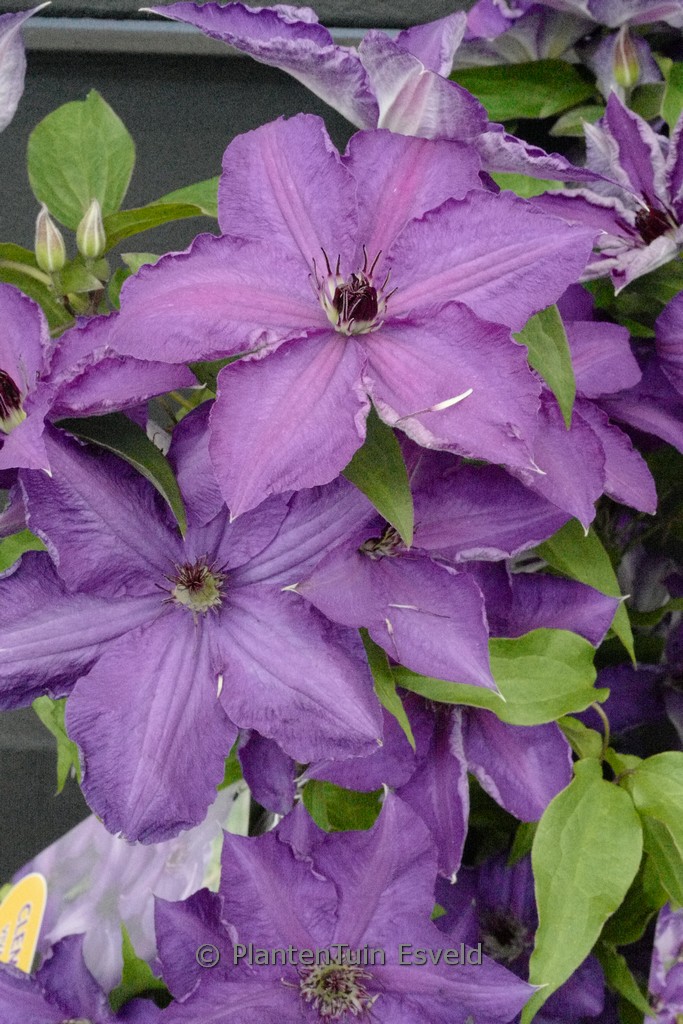 Clematis ‘Zo18197’ (VIVA LA VIDA)