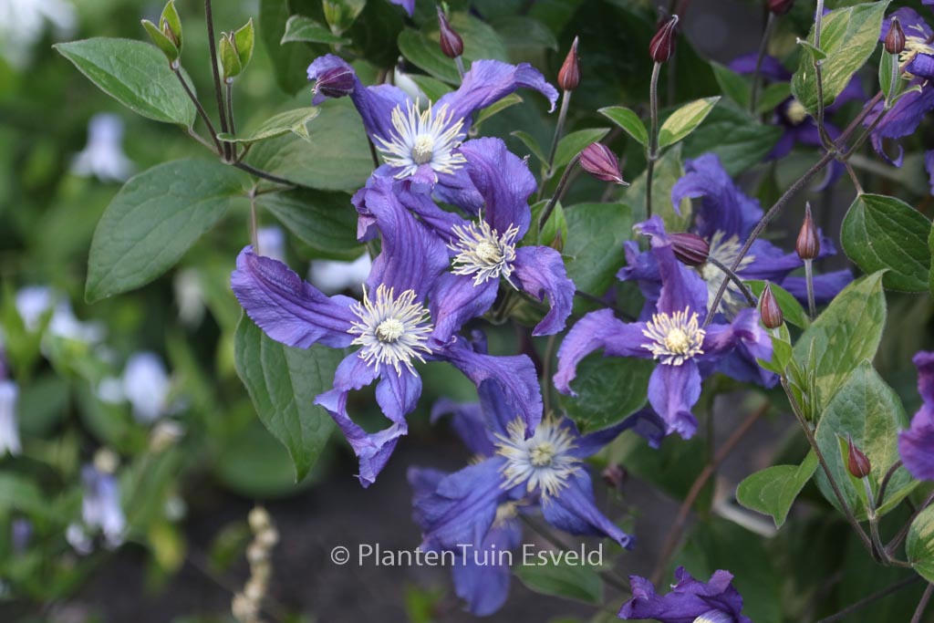 Clematis ‘Zobluepi’ (BLUE PIROUETTE)