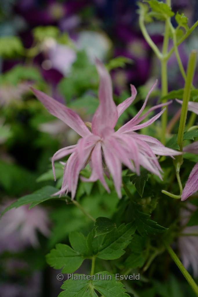 Clematis ‘Zocoro’ (COUNTRY ROSE)