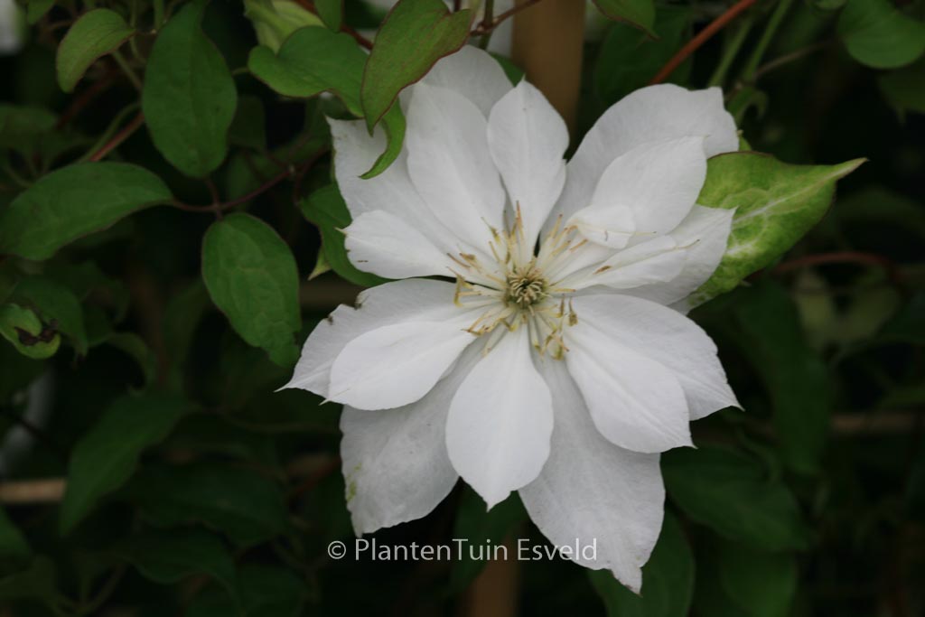 Clematis ‘Zodado’ (DANCING DORIEN)