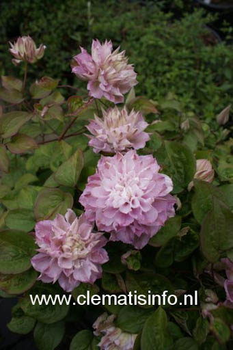 Clematis ‘Zodasmi’ (DANCING SMILE)