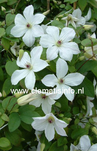 Clematis ‘Zofofri’ (FOREVER FRIENDS)