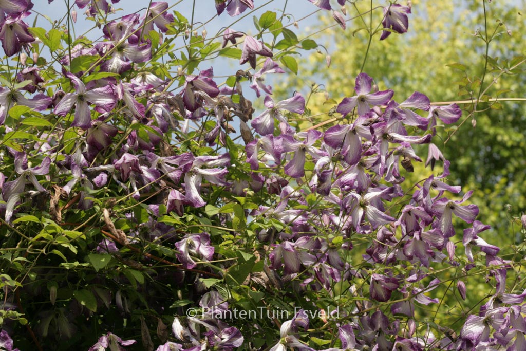 Clematis ‘Zoiamladyq’ (I AM LADY Q)