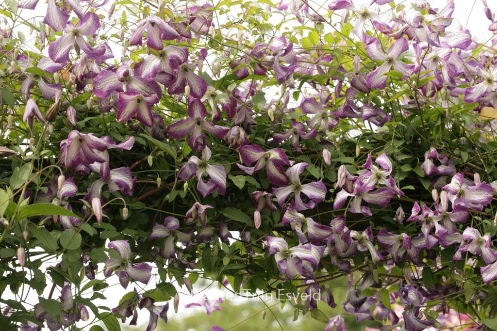 Clematis ‘Zoiamlj’ (I AM LADY J)