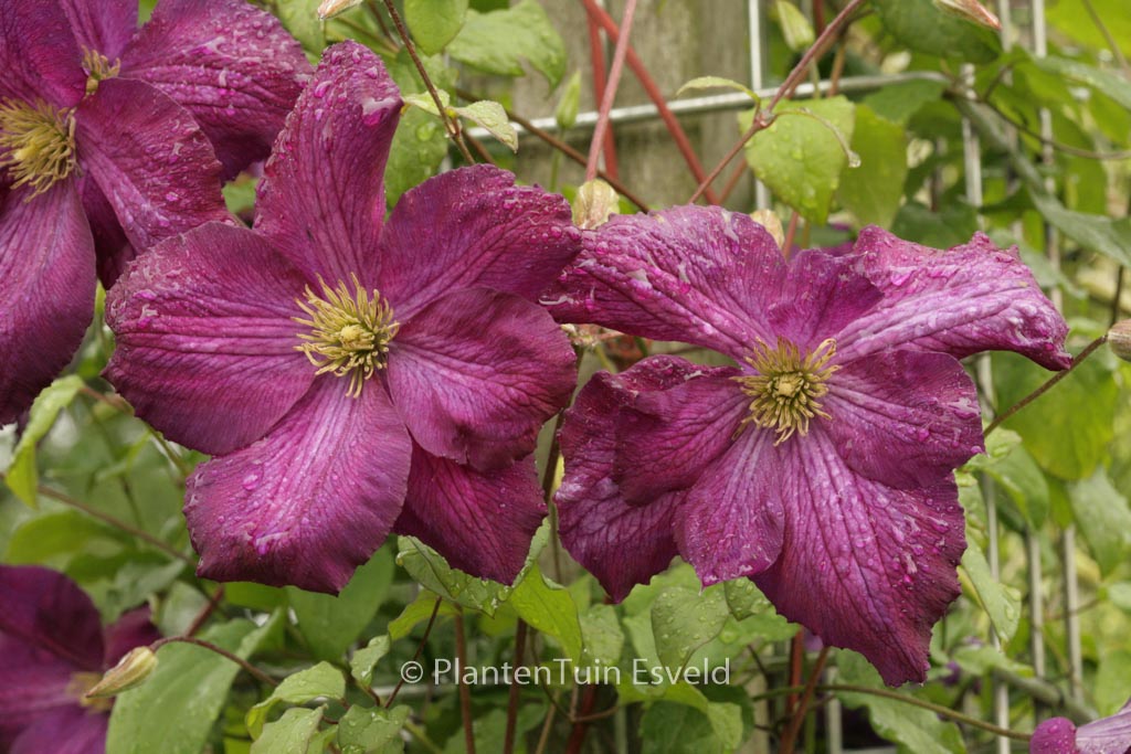 Clematis ‘Zojapur’ (JACKMANII PURPUREA)